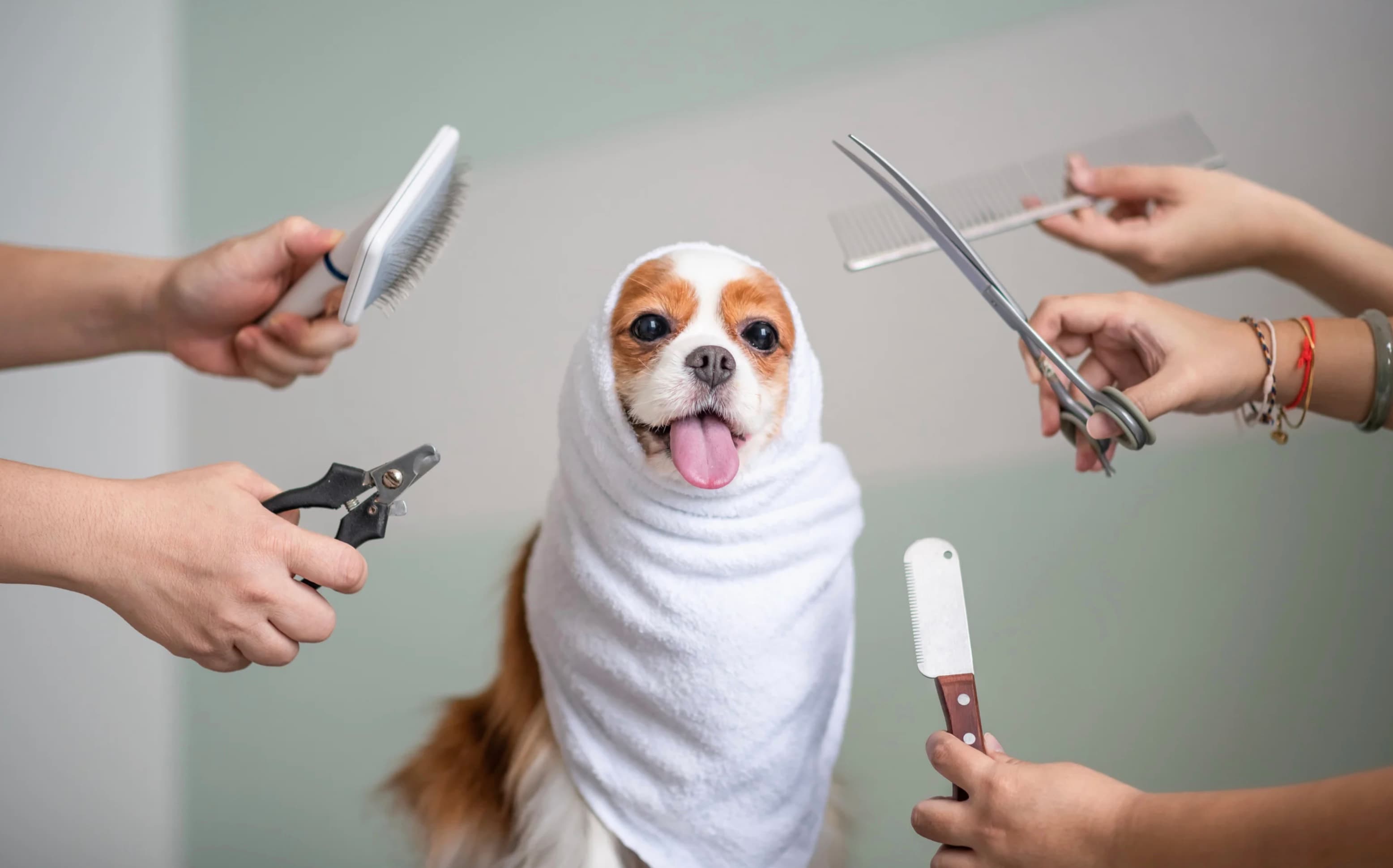 Profitable Pet Grooming Business with Franchise Support