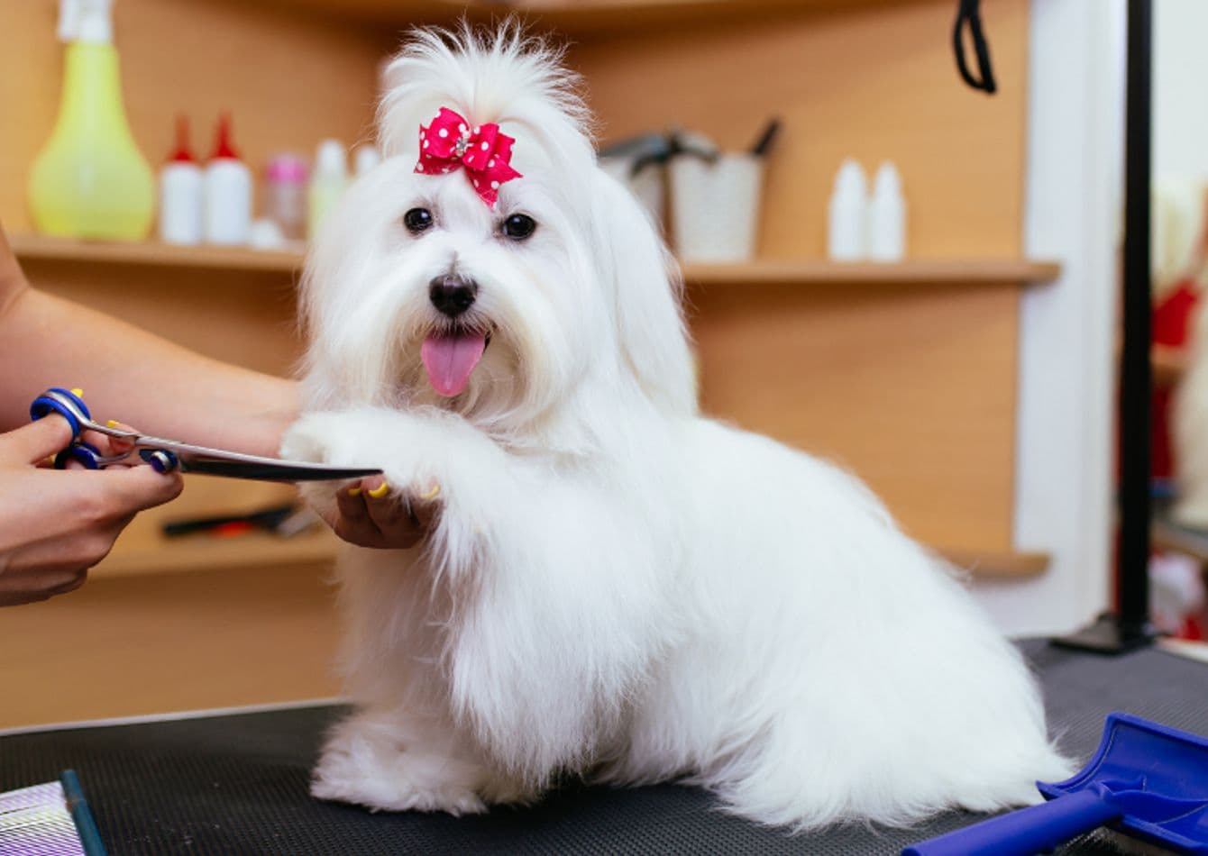 Premier Pet Boutique with a 25 Year Legacy