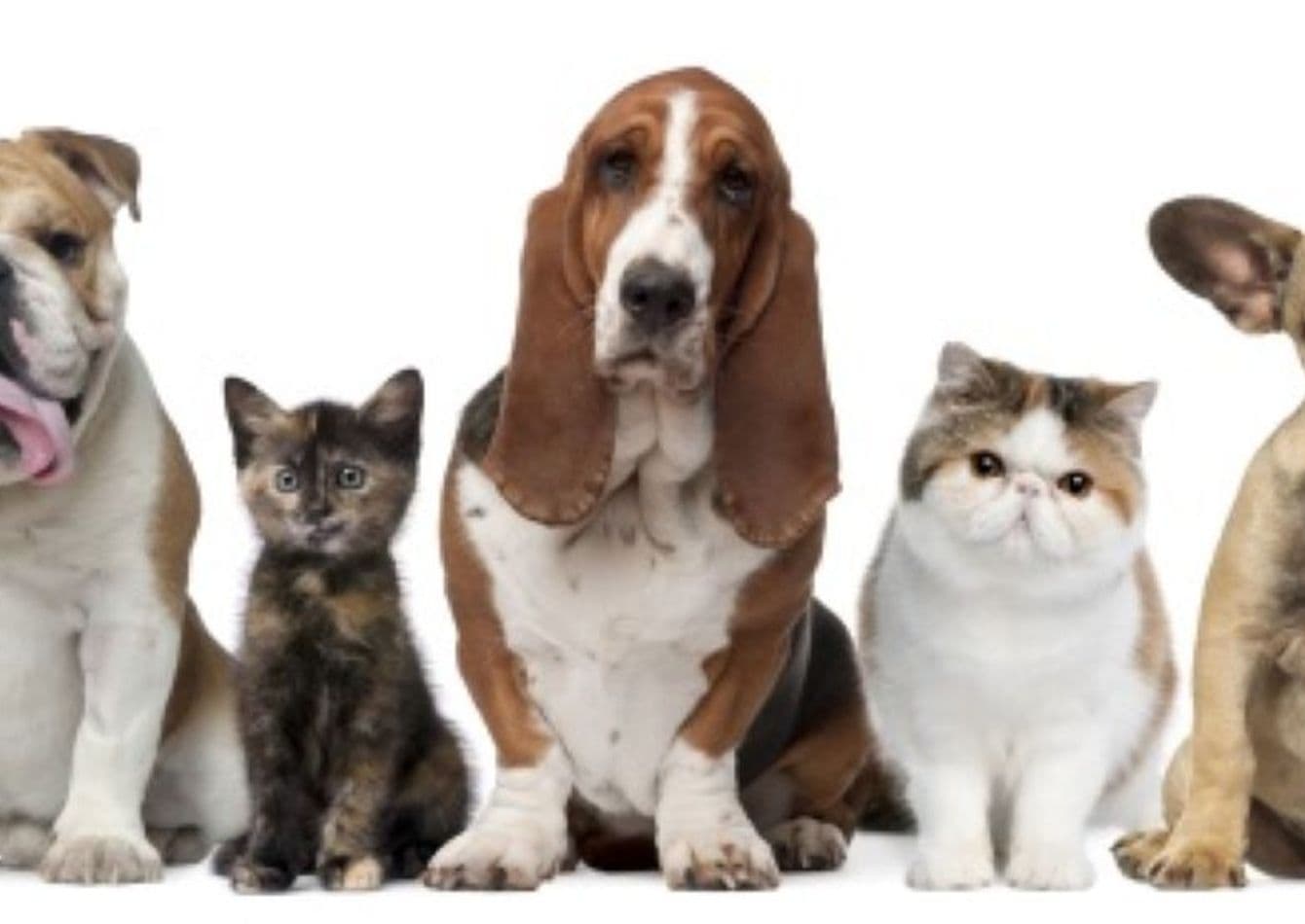 Established Veterinary Practice with Comprehensive Services