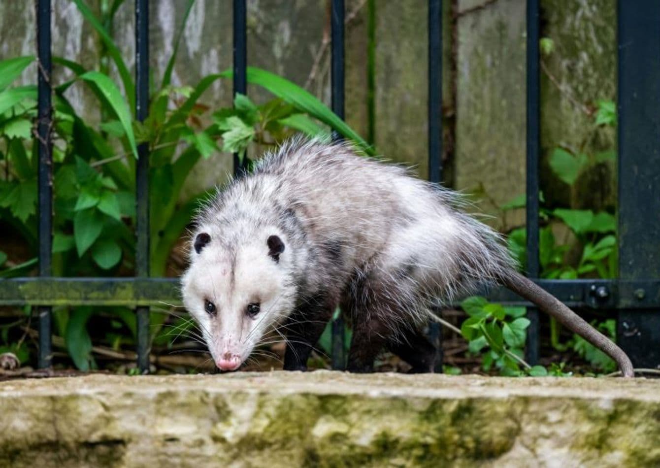 Established Wildlife and Pest Control Service with Strong Referrals