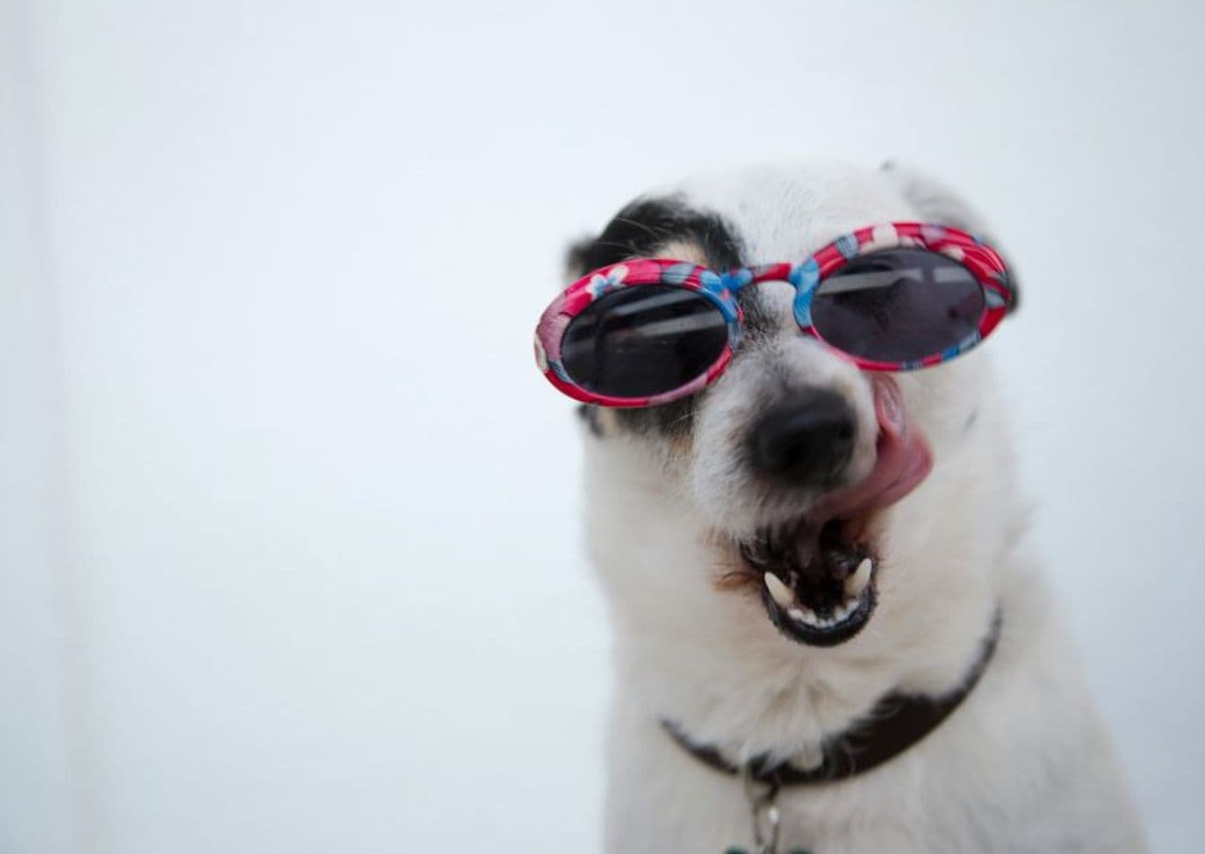 Established Pet Daycare with Luxury Boarding and Spa Services