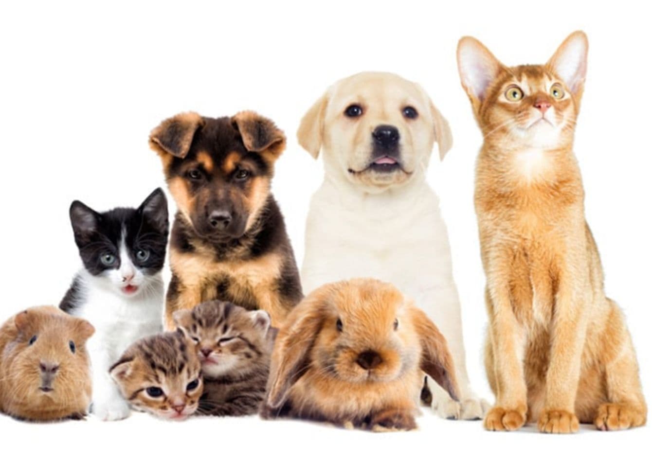 Profitable Multi Location Pet Retailer with Recurring Revenue