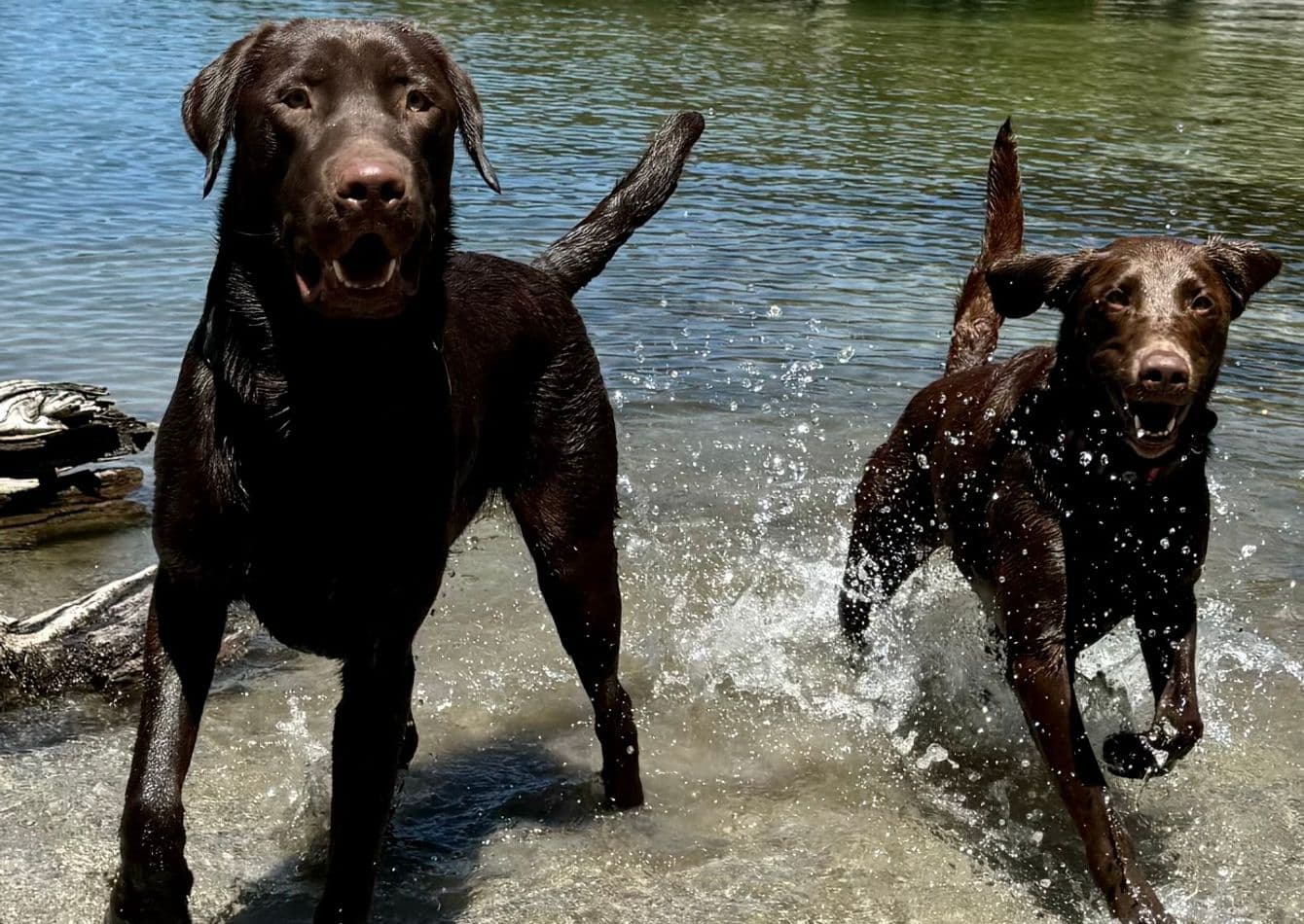 Premier Franchised Dog Daycare with Turnkey Operations