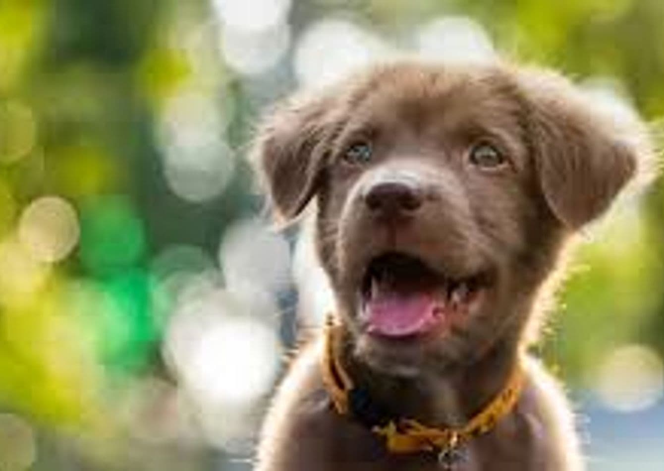 Established Pet Retailer with Strong Brand Support