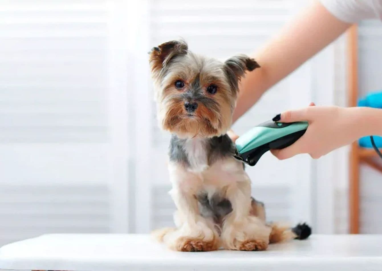 Thriving Pet Grooming Business with Loyal Clientele
