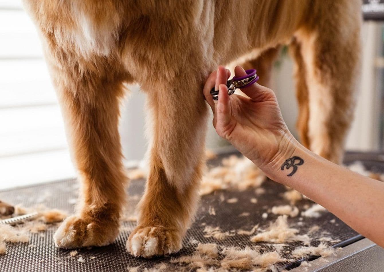 Thriving Pet Spa Grooming Service with Recurring Memberships