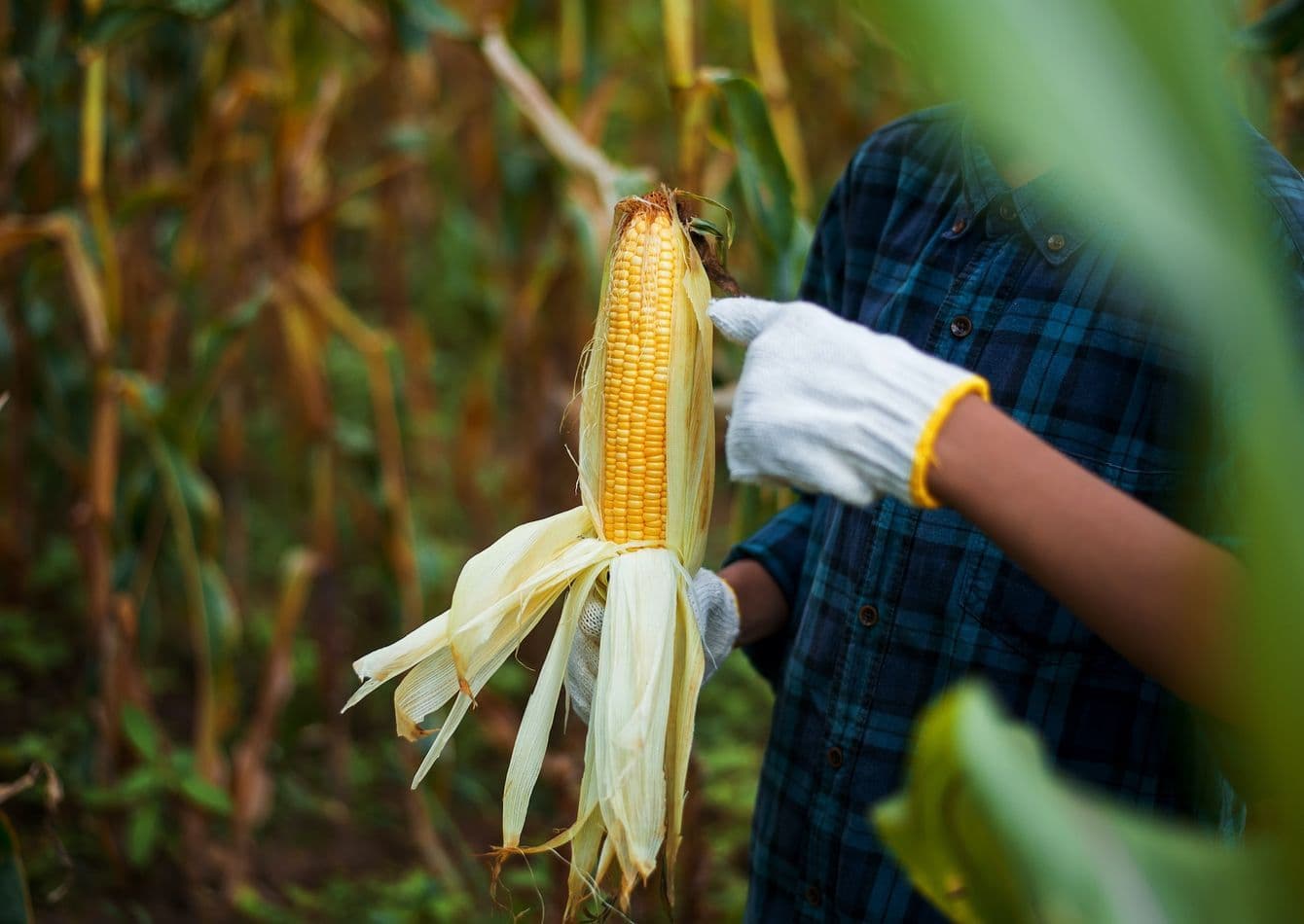 Established Grain Elevator with Rail Transport Potential