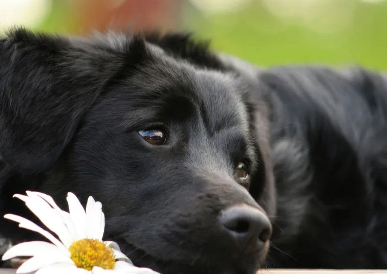 Profitable Dog Daycare and Spa with Prime Downtown Location