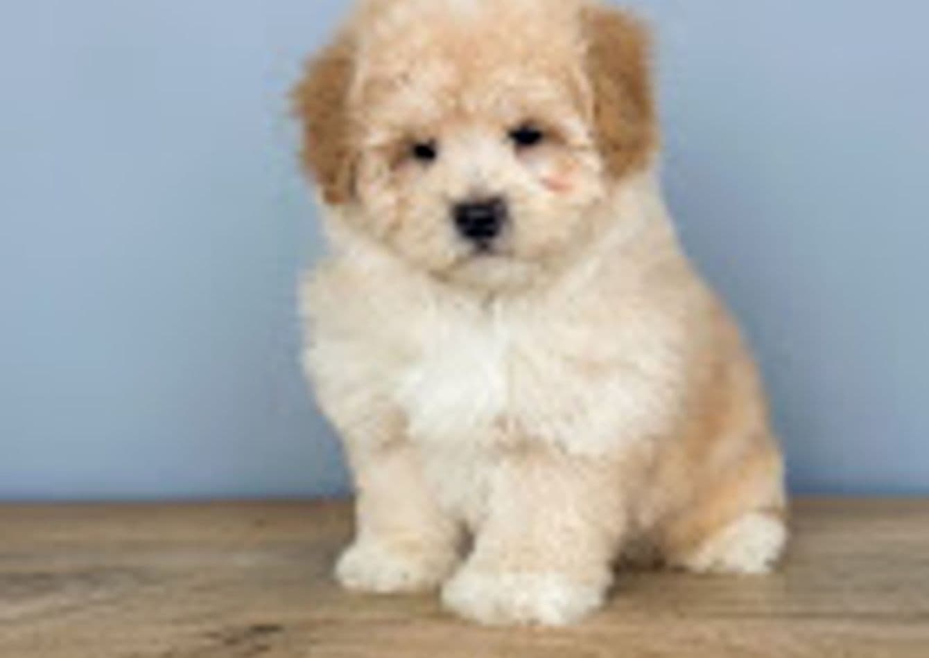 Profitable Pet Service with Strong Client Matching