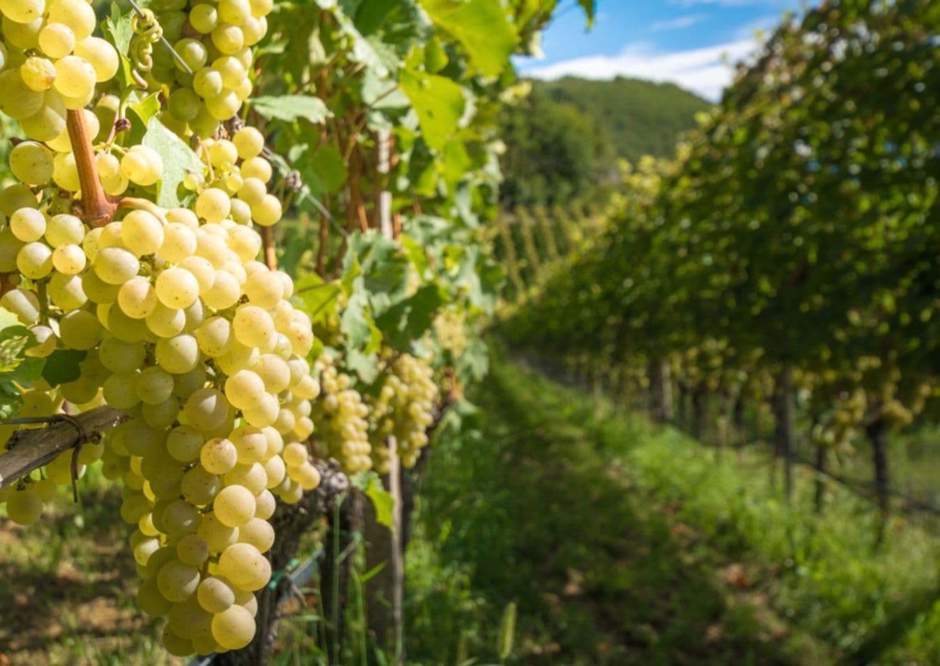 Premier Vineyard and Winery Complex with Significant Growth Potential