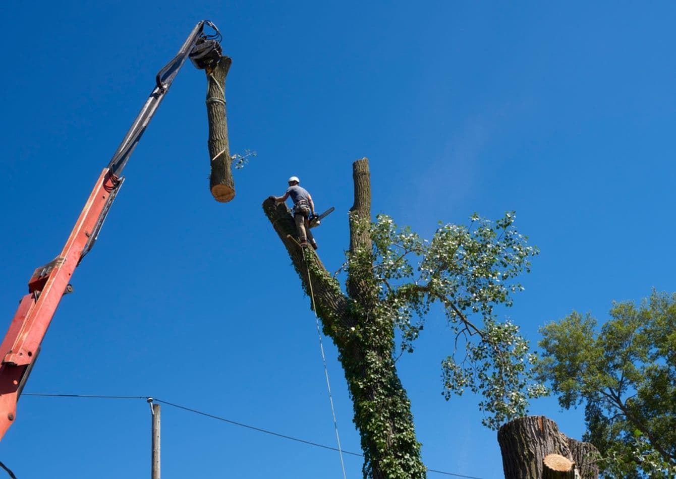 Established Tree Service with Extensive Equipment