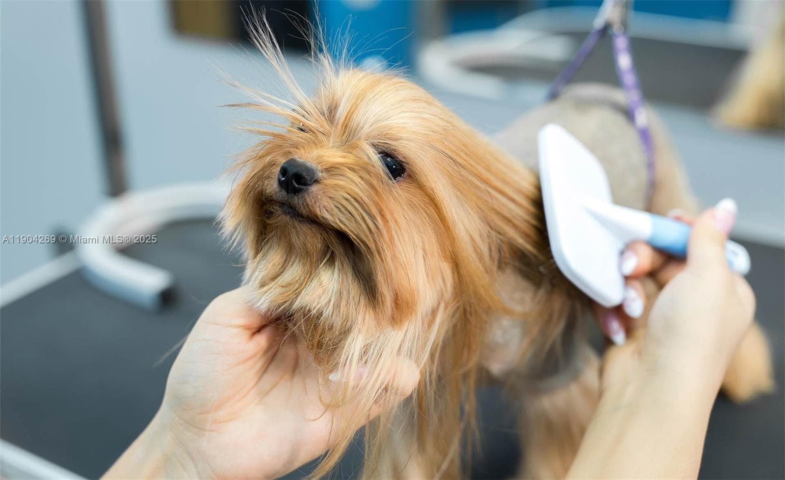 Thriving Pet Grooming Salon with Strong Growth Potential