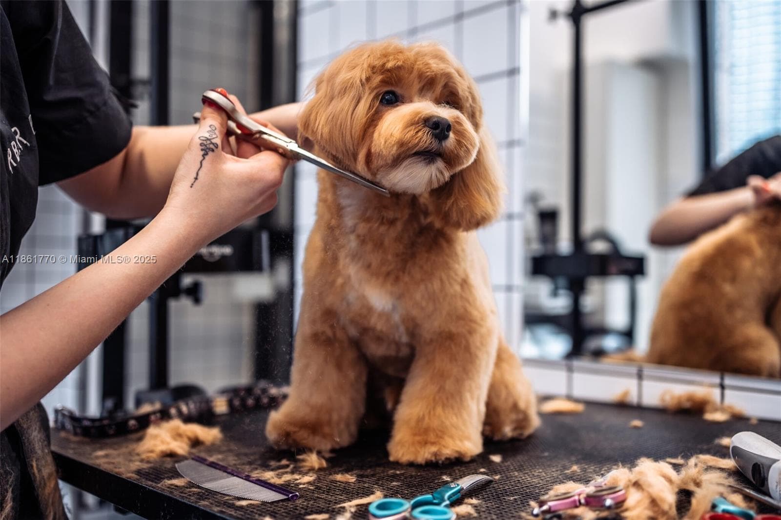 Thriving Pet Grooming Boutique with Loyal Clientele