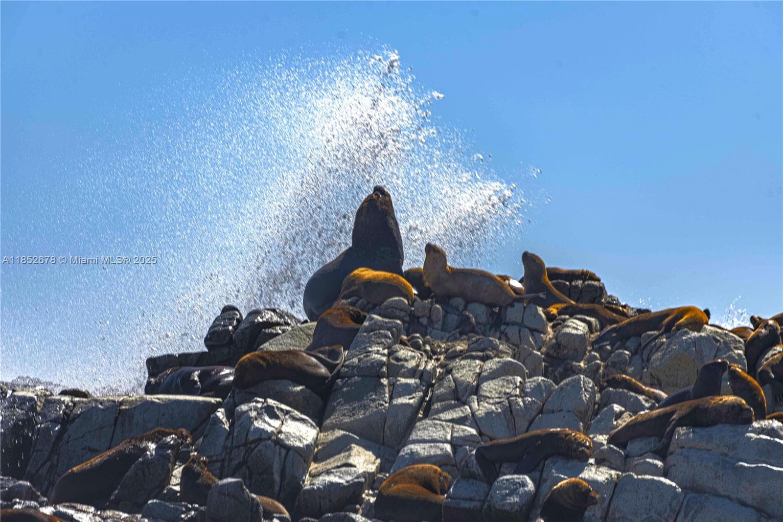 Premier Oceanfront Boutique Hotel with Turnkey Operations